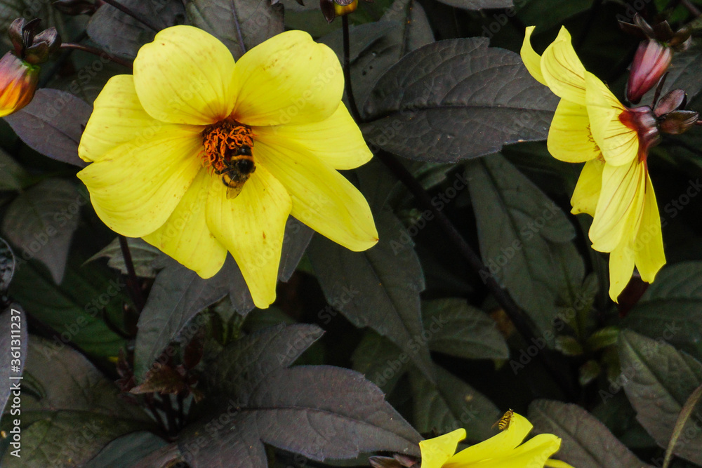 Yellow and black flower with bee Yellow and black flower with bee