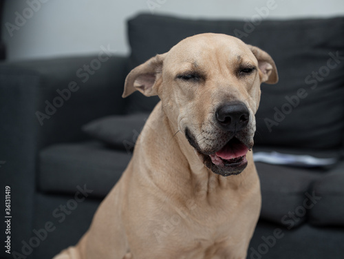 A portrait of a smiling senior dog