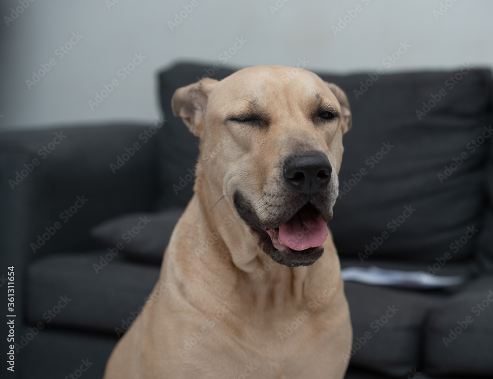 A portrait of a smiling senior dog