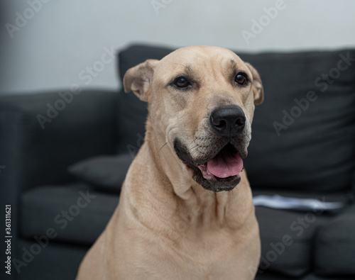 A portrait of a senior dog