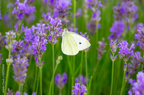 A white butterfly sits on a purple flowering lavender.  © Liz Photography