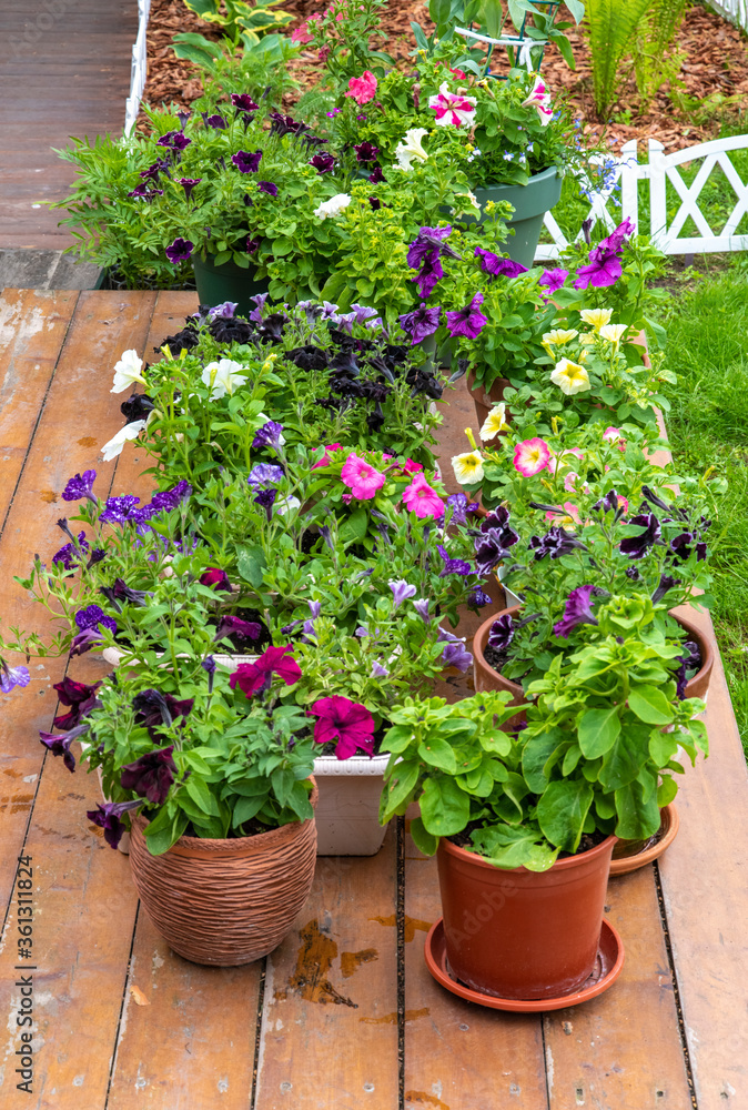 A wide variety of species and colors of petunia decorate the garden or home