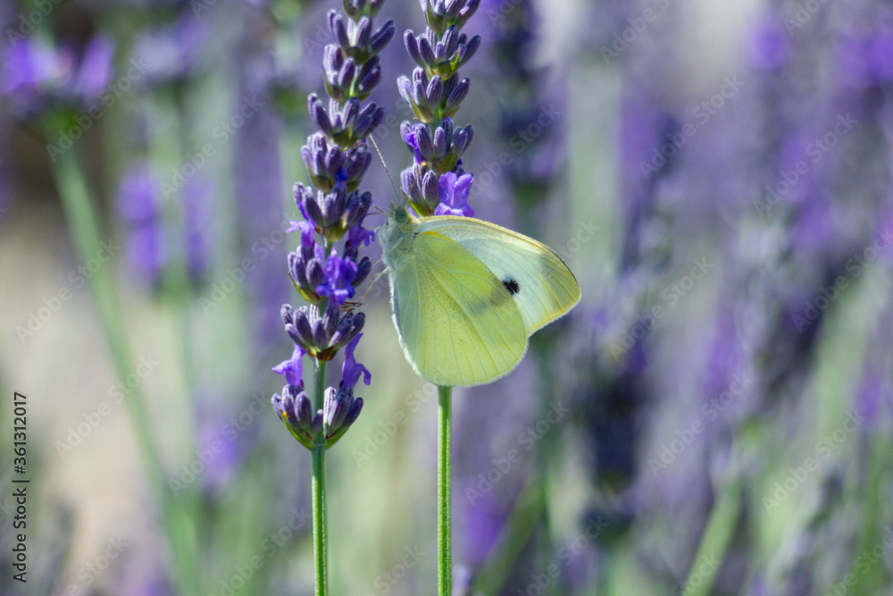 Naklejka premium A white butterfly sits on a purple flowering lavender. 