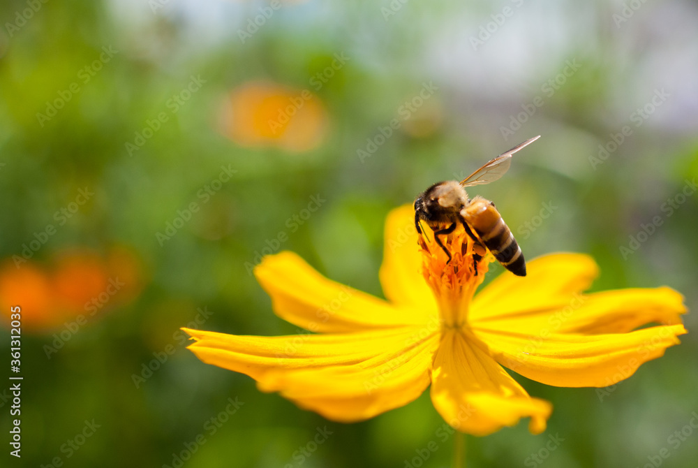 Bee Bee