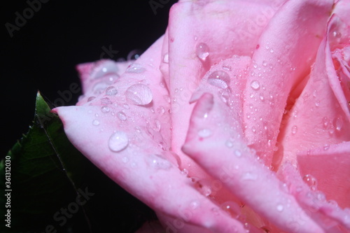 close-up of a flower with pink petals, covered with dew drops, rose