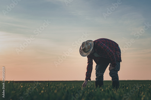 Agronomist in wheat crop field analyzing wheatgrass