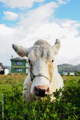 Close-up of white cow in field looking at camera 