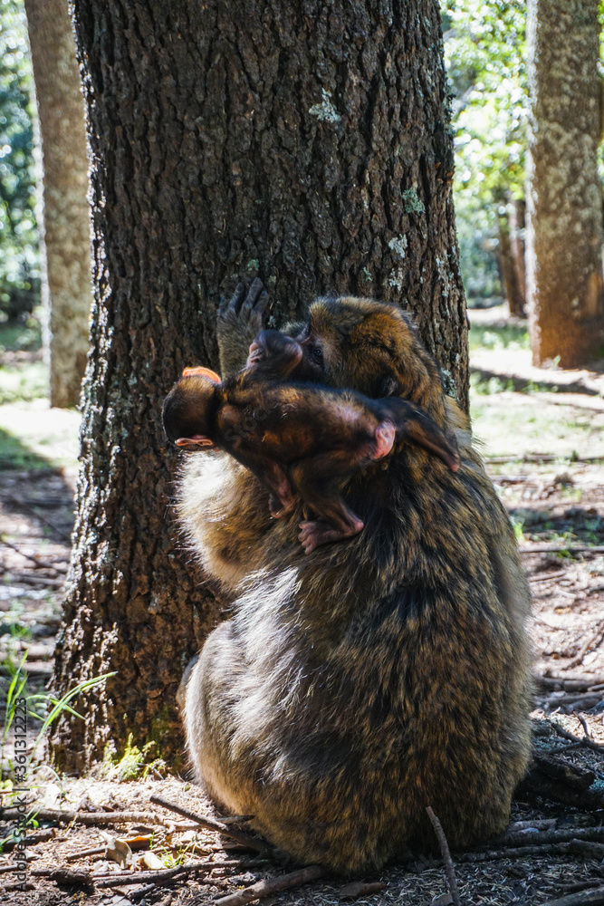 Fototapeta premium Monkey mother with baby on her back