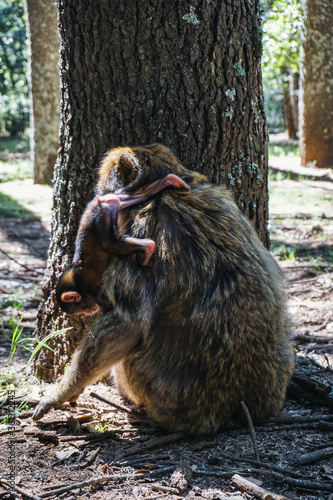 Monkey mother with baby on her back