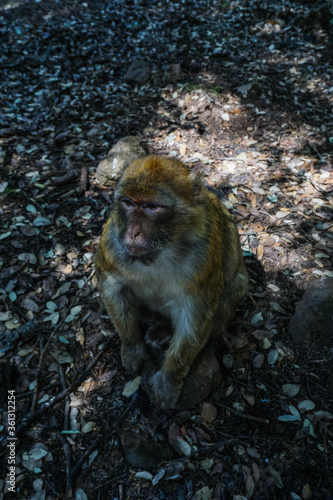 Red-haired monkey looking seriously in the forest