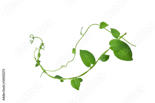 Twisted vines leaf with heart shaped green leaves isolated on white background, clipping path included. Floral Desaign. HD Image and Large Resolution. can be used as wallpaper