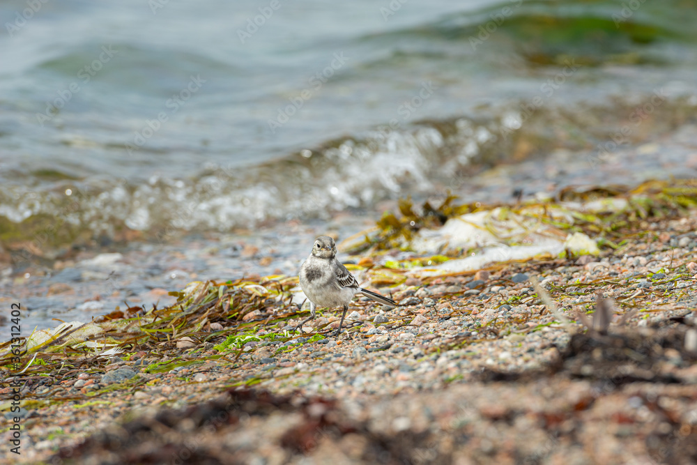 Juvenile White Wagtail, Motacilla alba, at a beach. It is a species of bird passeriform of the family Motacillidae. Shallow depth of field Juvenile White Wagtail, Motacilla alba, at a beach. It is a species of bird passeriform of the family Motacillidae. Shallow depth of field