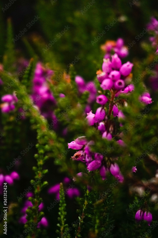 Obraz premium Purple and green flower closeup