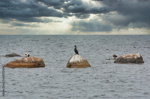 A Cormorant, halacrocoracidae on a stone. Dark ocean and dark sky as a background.  photo