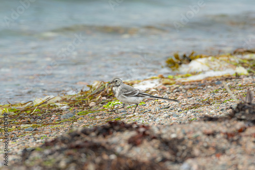 Juvenile White Wagtail, Motacilla alba, at a beach. It is a species of bird passeriform of the family Motacillidae. Shallow depth of field © Dan