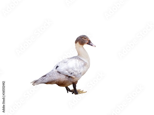 an adult duck isolated on white background 