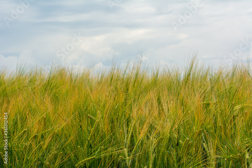 A close-up picture of wheat ready for harvest. Dark  moody sky