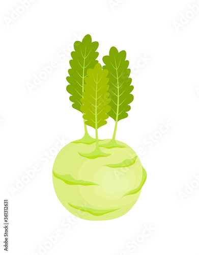 kohlrabi isolated on white background, vector illustration