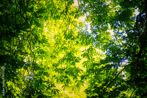 Sunlight through green leafy trees