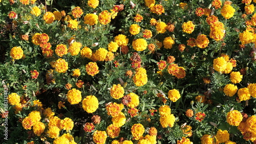  Flowers in a city park. Background image for web design.