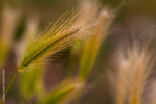 Barley out of focus, abstract photography, nice Barley, fine art photo of barley