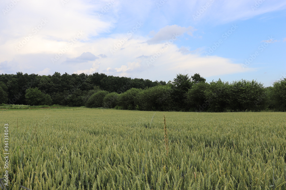 green wheat landscape