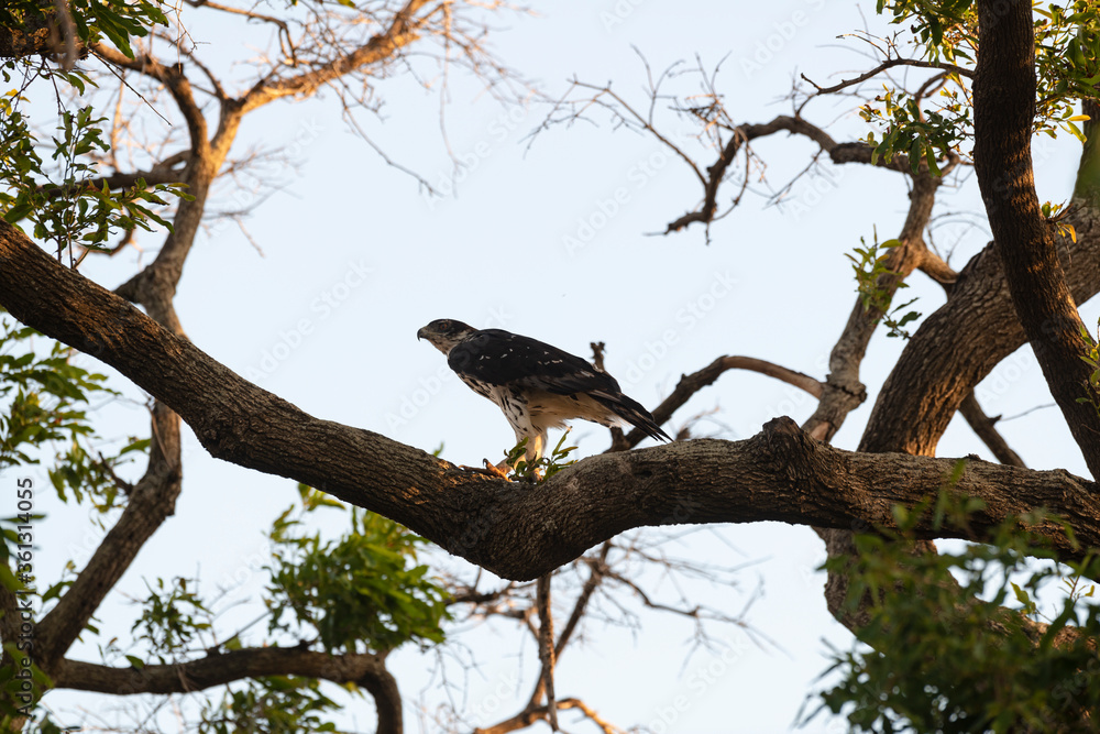 Aigle fascié, Aquila spilogaster,.African Hawk Eagle Aigle fascié, Aquila spilogaster,.African Hawk Eagle