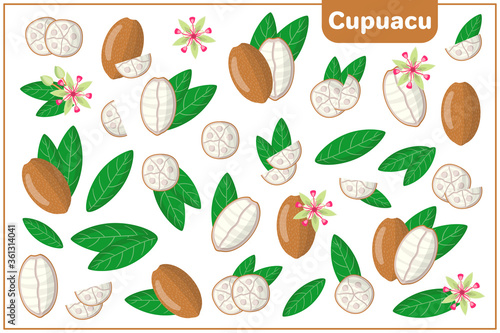 Set of vector cartoon illustrations with Cupuacu exotic fruits, flowers and leaves isolated on white background