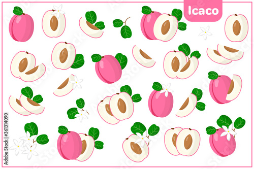 Set of vector cartoon illustrations with Icaco exotic fruits  flowers and leaves isolated on white background