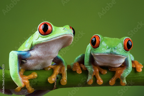 green eyed tree frog