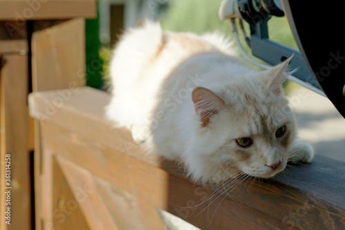 Fototapeta Naklejka Na Ścianę i Meble -  maine coon cat on the wooden balcony railing