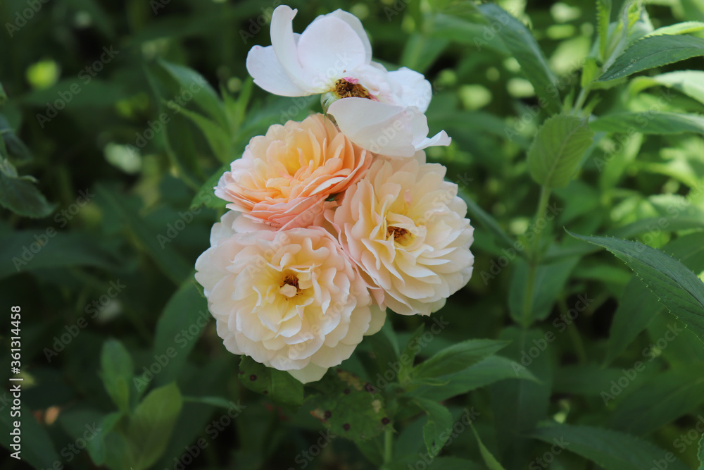 White roses in a summer garden White roses in a summer garden