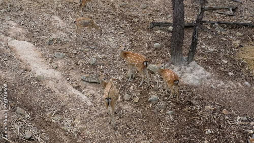 spotted deer resting relaxing in park spotted deer resting relaxing in park