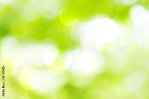 Green and white bokeh background from natural forest