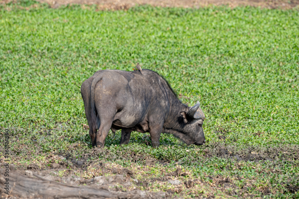 Buffle d'Afrique, Syncerus caffer, Parc national Kruger, Afrique du Sud Buffle d'Afrique, Syncerus caffer, Parc national Kruger, Afrique du Sud