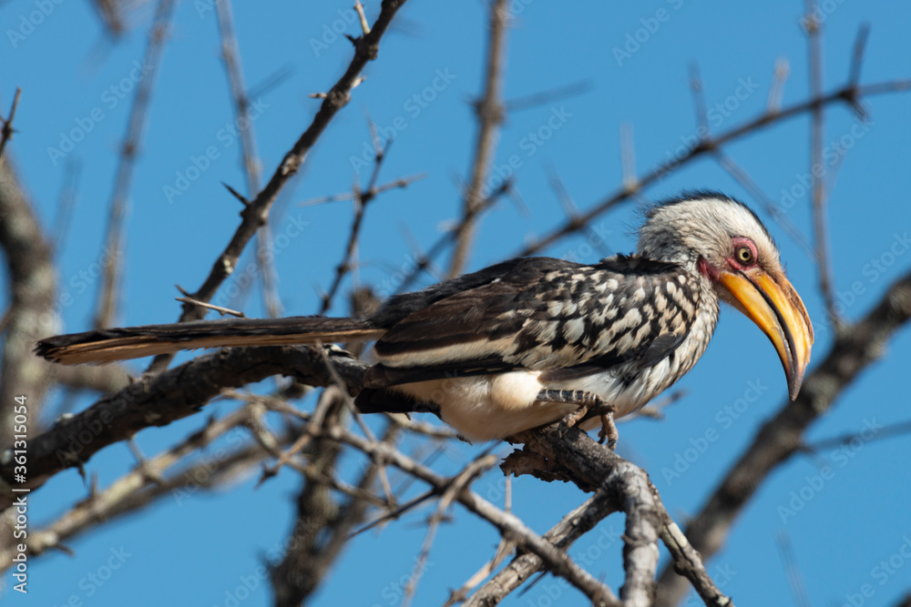 Obraz premium Calao leucomèle,.Tockus leucomelas, Southern Yellow billed Hornbill, Parc national Kruger, Afrique du Sud