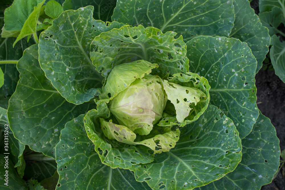Cabbage eaten insects and pests on an agricultural field. Cabbage eaten insects and pests on an agricultural field.