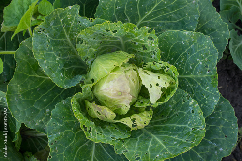 Cabbage eaten insects and pests on an agricultural field.