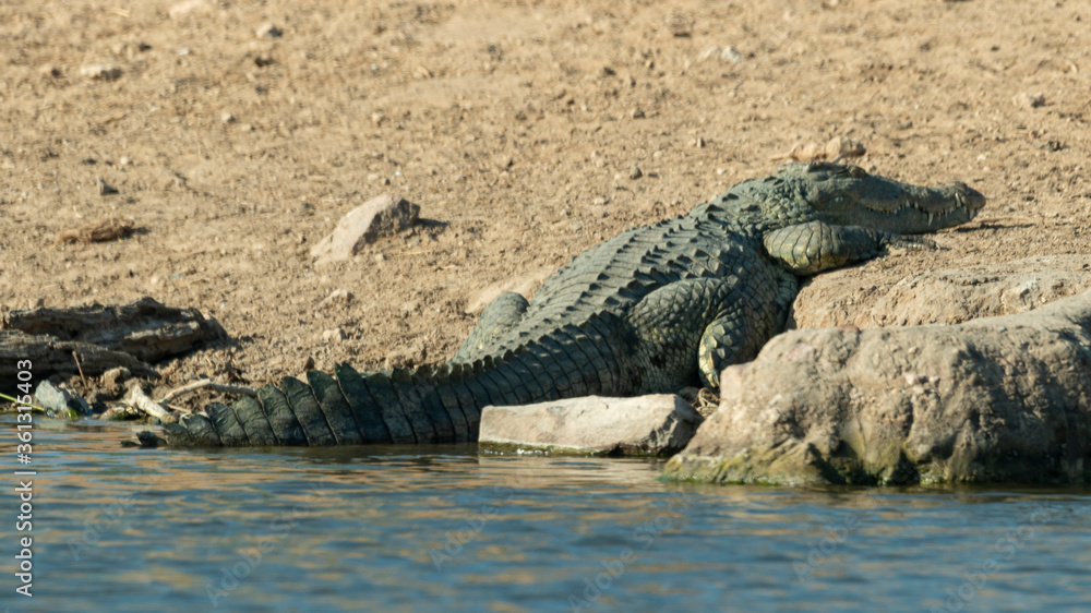 Naklejka premium Crocodile du Nil, Crocodylus niloticus, Parc national Kruger, Afrique du Sud