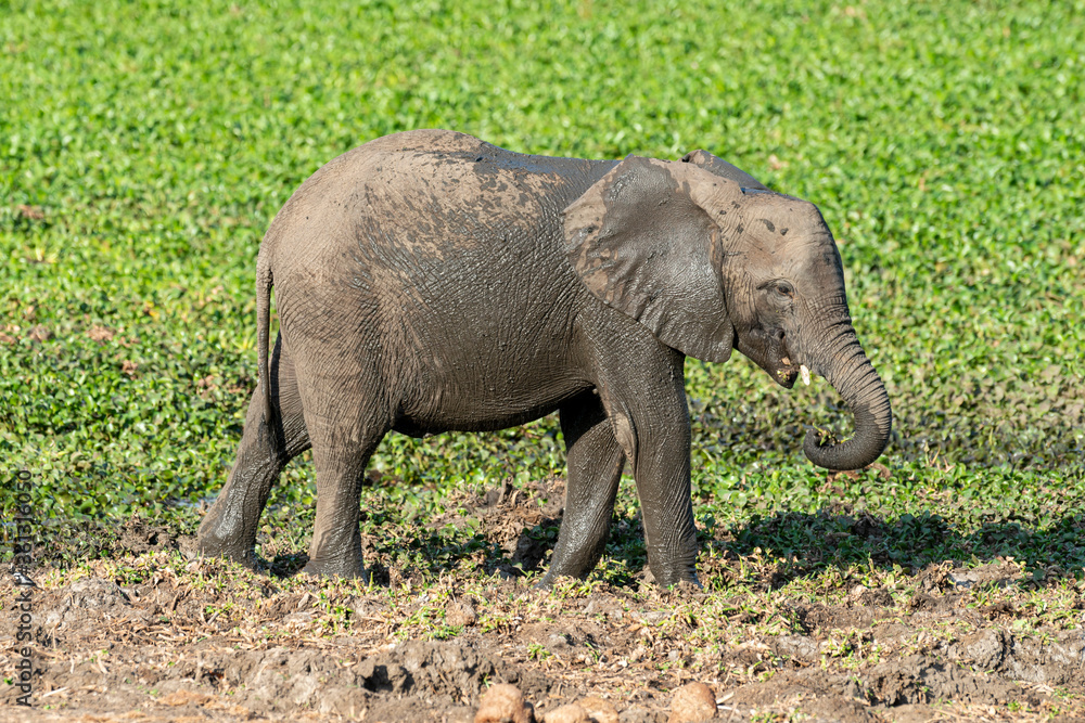 Fototapeta premium Eléphant d'Afrique, Loxodonta africana, Parc national Kruger, Afrique du Sud