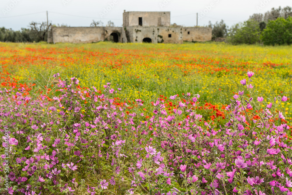 italy puglia meadow flowers old house italy puglia meadow flowers old house