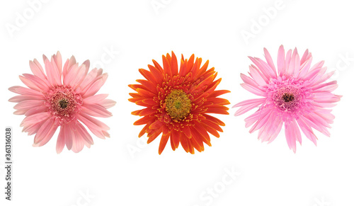 Beautiful blooming orange and pink gerbera daisy flower isolated on white background with clipping path