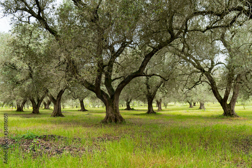 Italy Puglia olive tree plantation