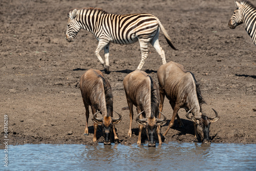 Zèbre de Burchell, Equus quagga burchelli, Gnou bleu, Connochaetes taurinus, Parc national Kruger, Afrique du Sud © JAG IMAGES