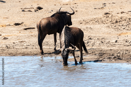 Gnou    queue noire  Connochaetes taurinus  Parc national Kruger  Afrique du Sud