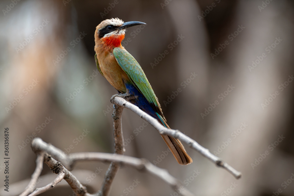Obraz premium Guêpier à front blanc,.Merops bullockoides, White fronted Bee eater