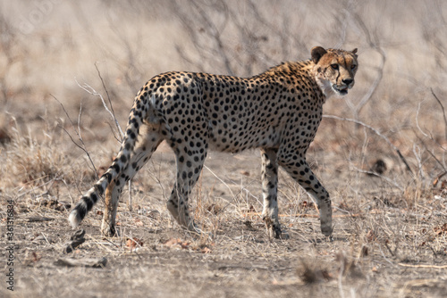 Guépard, cheetah, Acinonyx jubatus, Parc national Kruger, Afrique du Sud © JAG IMAGES