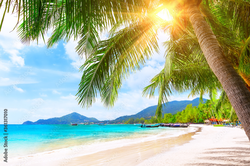 Blue sky, coconut palm trees and beautiful sand beach in Koh Tao, Thailand. - obrazy, fototapety, plakaty 