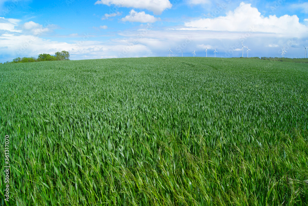 grünes Feld mit Windrädern im Hintergrund