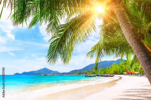 Fotografia Blue sky, coconut palm trees and beautiful sand beach in Koh Tao, Thailand